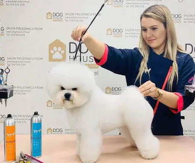 Dog House - fryzjer dla psów Żabiniec